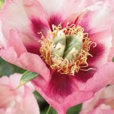 Old Rose Dandy1 upr